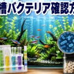 水槽バクテリア確認方法を完全解説！立ち上げ成功の見極め方