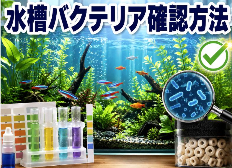 水槽バクテリア確認方法を完全解説！立ち上げ成功の見極め方