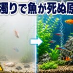 水槽の白濁りで魚が死ぬ!原因と対策を徹底解説