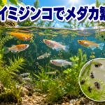 カイミジンコでメダカの餌やりが簡単に！自然な繁殖と育成のコツ