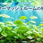 ウォーターマッシュルームの種類を完全ガイド|水草選びの決定版