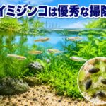 カイミジンコのメリットとは？水槽の掃除役が優秀な理由