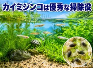 カイミジンコのメリットとは?水槽の掃除役が優秀な理由