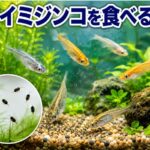 カイミジンコを食べる魚の種類と飼育のコツ