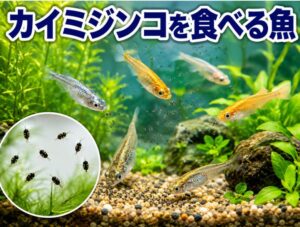 カイミジンコを食べる魚の種類と飼育のコツ