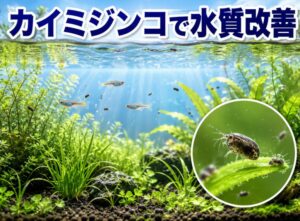 カイミジンコで水質改善！水槽の透明度を劇的に高める飼育方法