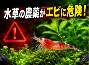 水草の農薬がエビに危険！症状と対策を徹底解説