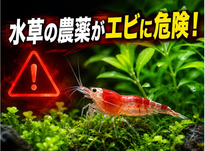 水草の農薬がエビに危険!症状と対策を徹底解説