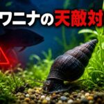 カワニナの天敵対策|淡水水槽で安全に飼育するための完全ガイド