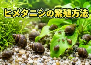 ヒメタニシの繁殖方法を完全解説！水槽で増やすコツと注意点