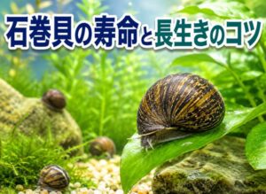 石巻貝の寿命はどのくらい？長生きさせるコツを徹底解説