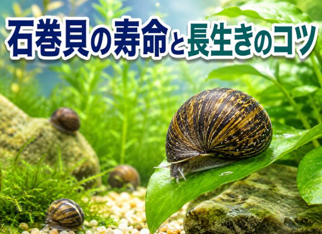 石巻貝の寿命はどのくらい？長生きさせるコツを徹底解説