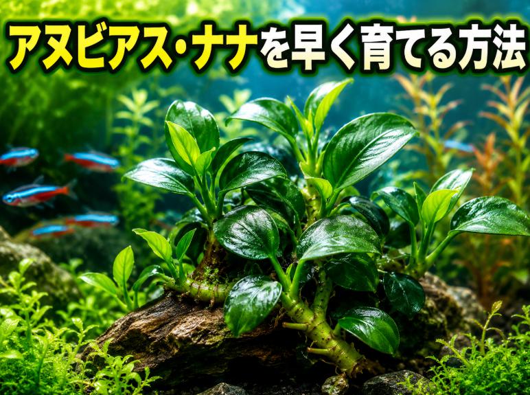 アヌビアス ナナの成長を早める方法|プロが教える育成テクニック