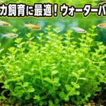 ウォーターバコパでメダカの飼育が変わる!最適な水草の選び方と育成のコツ