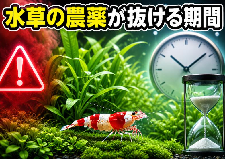 水草の農薬が完全に抜ける期間は?安全な水槽立ち上げの秘訣