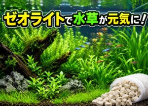 ゼオライト で水槽の水質が激変！水草が驚くほど元気に育つ秘密