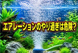 水槽のエアレーションやり過ぎは危険？影響と適切な酸素供給の方法