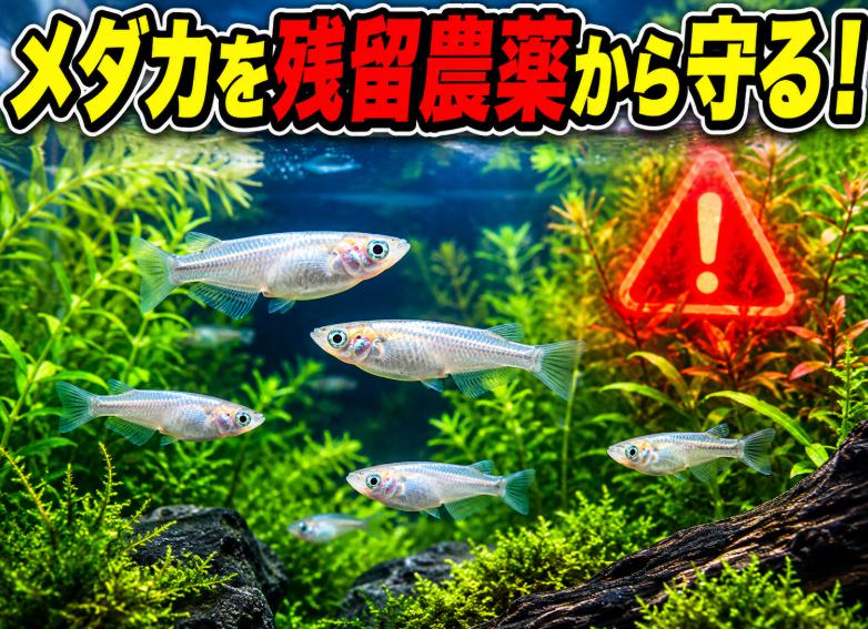 メダカが危ない?水草の残留農薬から守る安全な飼育方法