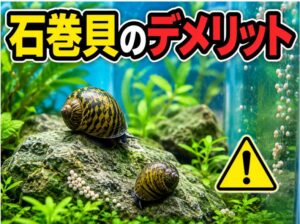 石巻貝のデメリットを徹底解説！購入前に知るべき注意点とは