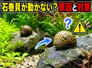 石巻貝が動かない原因と対策｜元気がない時の対処法を徹底解説