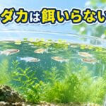 メダカ餌いらないは本当？手間ゼロで育つ驚きの飼育法