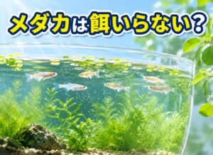 メダカ餌いらないは本当？手間ゼロで育つ驚きの飼育法