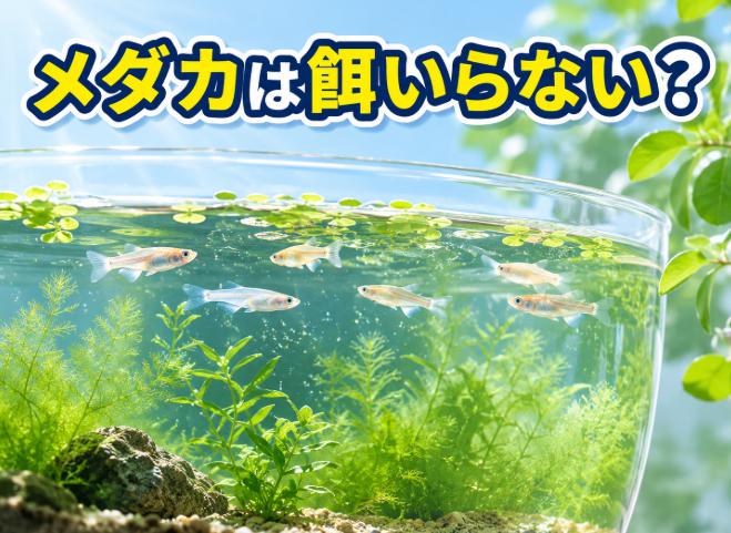 メダカ餌いらないは本当?手間ゼロで育つ驚きの飼育法
