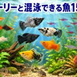 モーリーと混泳できる魚15選！相性抜群の組み合わせを徹底解説
