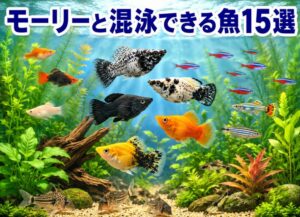 モーリーと混泳できる魚15選！相性抜群の組み合わせを徹底解説