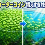 ウォーターコイン増えすぎた時の対処法と今後の戦略を徹底解説