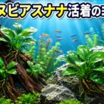 アヌビアスナナ活着のコツ｜初心者向け成功ガイド