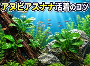 アヌビアスナナ活着のコツ|初心者向け成功ガイド