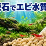 麦飯石で水槽の水質改善！エビが喜ぶ最高の飼育環境を作る方法