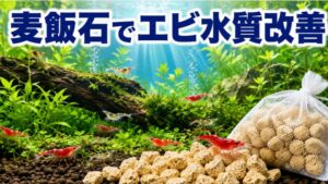 麦飯石で水槽の水質改善！エビが喜ぶ最高の飼育環境を作る方法