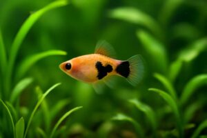 ミッキーマウスプラティの稚魚飼育完全ガイド!初心者向けの育成方法