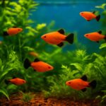 ミッキーマウスプラティの飼い方完全ガイド|熱帯魚水槽での育成方法と注意点