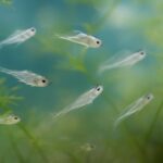 ミナミヌマエビの稚エビを成功させる育て方|繁殖から育成までの完全ガイド