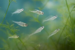 ミナミヌマエビの稚エビを成功させる育て方|繁殖から育成までの完全ガイド