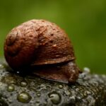 カワコザラガイ駆除の完全ガイド｜プロが教える効果的な対策法
