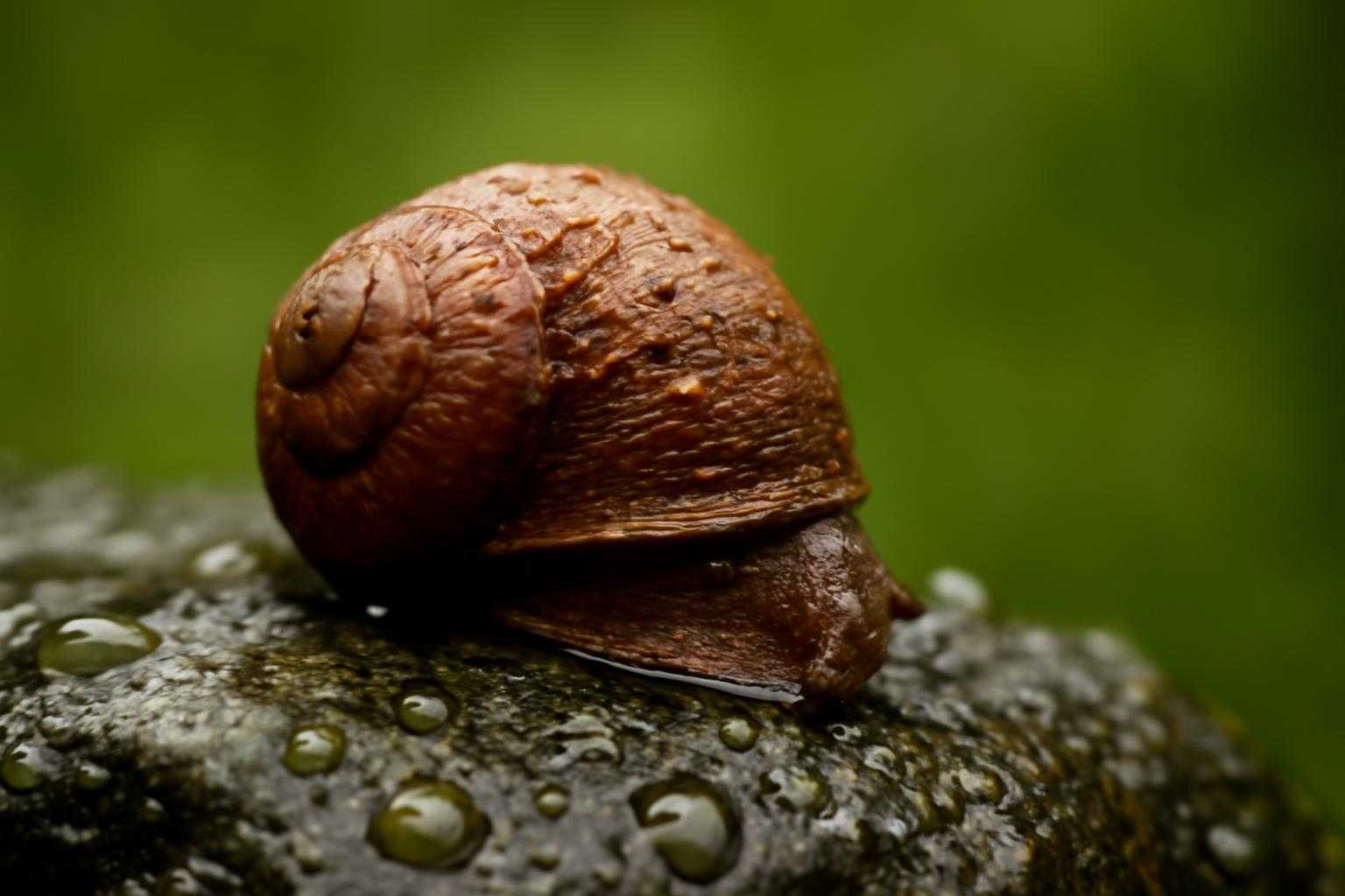 カワコザラガイ駆除の完全ガイド|プロが教える効果的な対策法