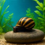 カワニナの寿命を水槽で延ばす！淡水飼育の秘訣と長生きさせるコツ