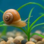 サカマキガイはかわいい！水槽での飼い方と魅力を徹底解説
