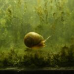 ヒメタニシのデメリット：水槽で起こりやすい5つの問題と対策法