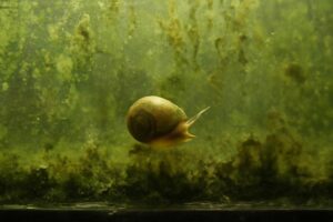 ヒメタニシのデメリット：水槽で起こりやすい5つの問題と対策法