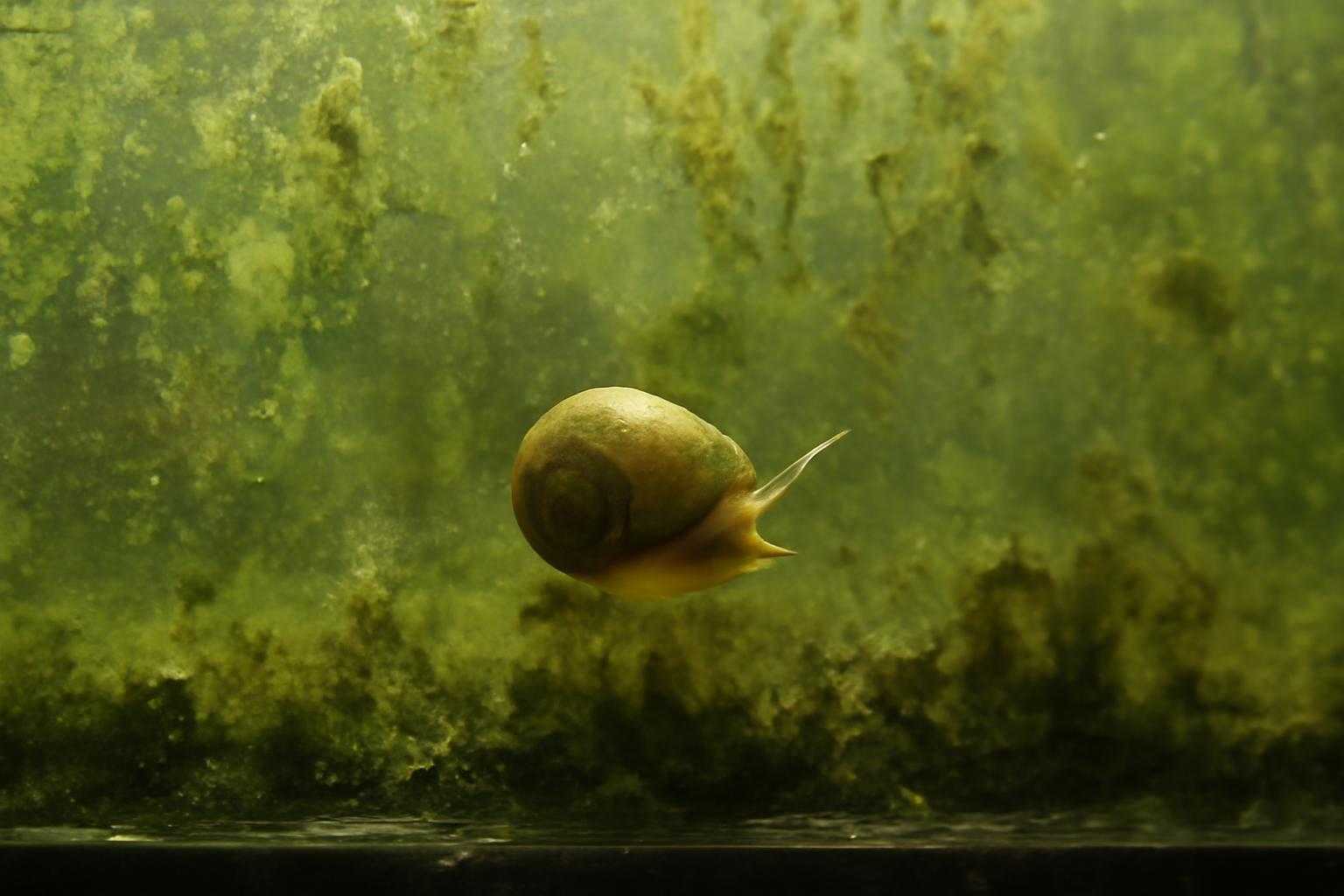 ヒメタニシのデメリット:水槽で起こりやすい5つの問題と対策法