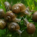 ヒメタニシの繁殖スピードが驚異的な理由と水槽での対策法