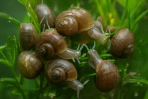 ヒメタニシの繁殖スピードが驚異的な理由と水槽での対策法