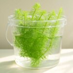 アナカリスをバケツで育てる方法！初心者でも簡単な水草の育て方