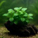 アヌビアスナナの育て方｜初心者でも失敗しない水草栽培のコツ
