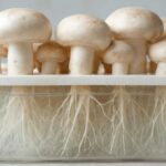 ウォーターマッシュルームを土なしで栽培！水耕栽培の完全ガイド